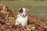 BERGER AUSTRALIEN PUPPIES 221